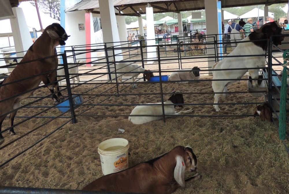 Ra&ccedil;as de caprinos I