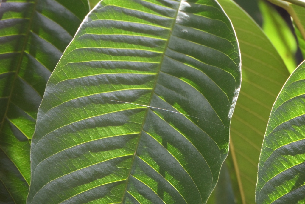 Folhas de &aacute;rvore de fruto do conde