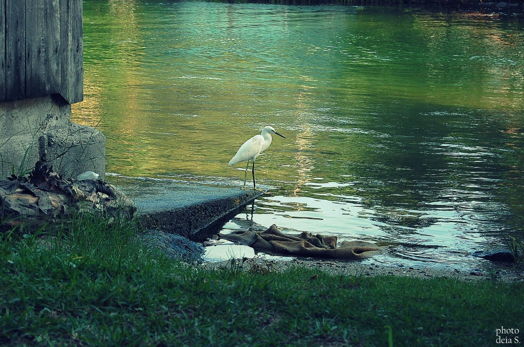 P&aacute;ssaro na Fortaleza da Barra - Florian&oacute;polis, SC