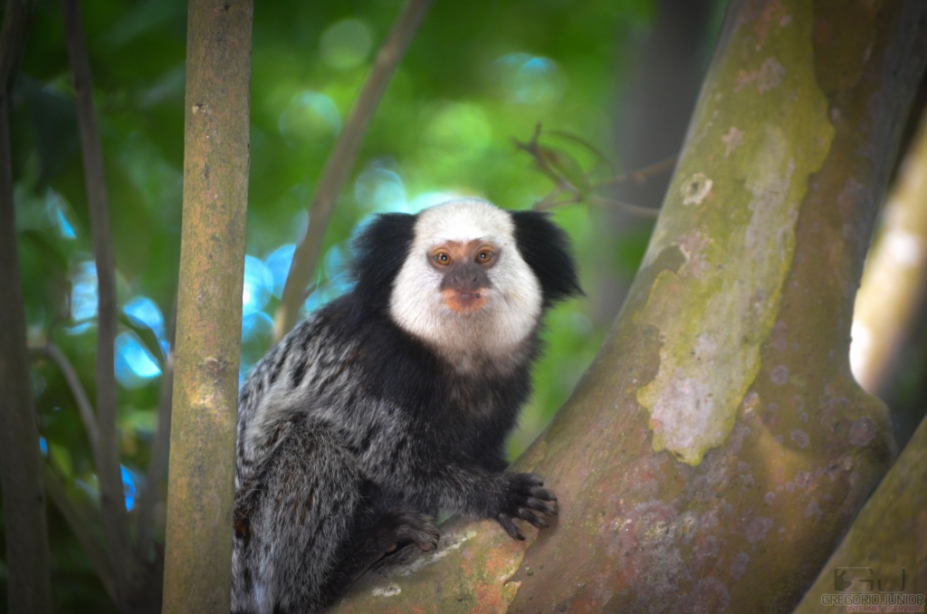 Sagui