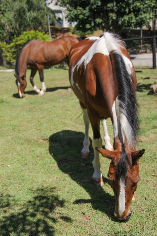 cavalos para equiterap&iacute;a 2