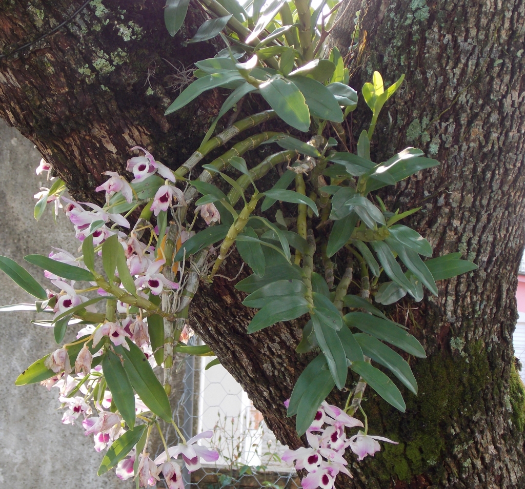 orqu&iacute;dea