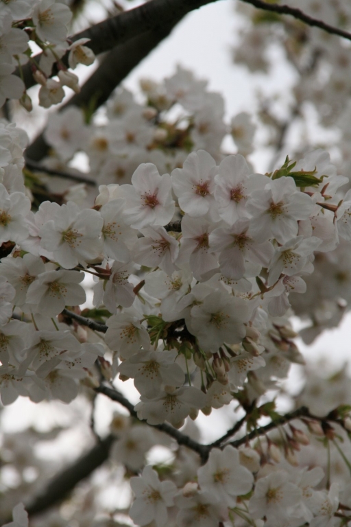 Sakura
