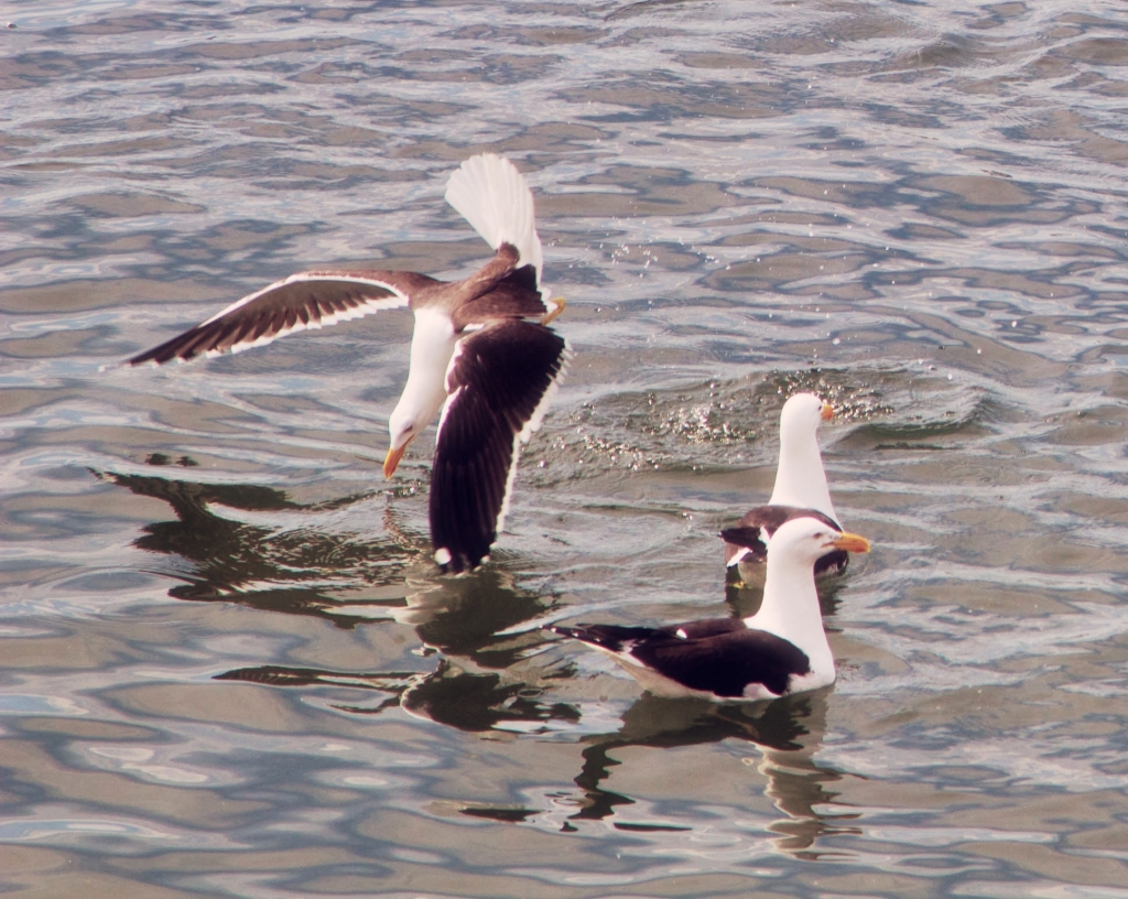 Seagull