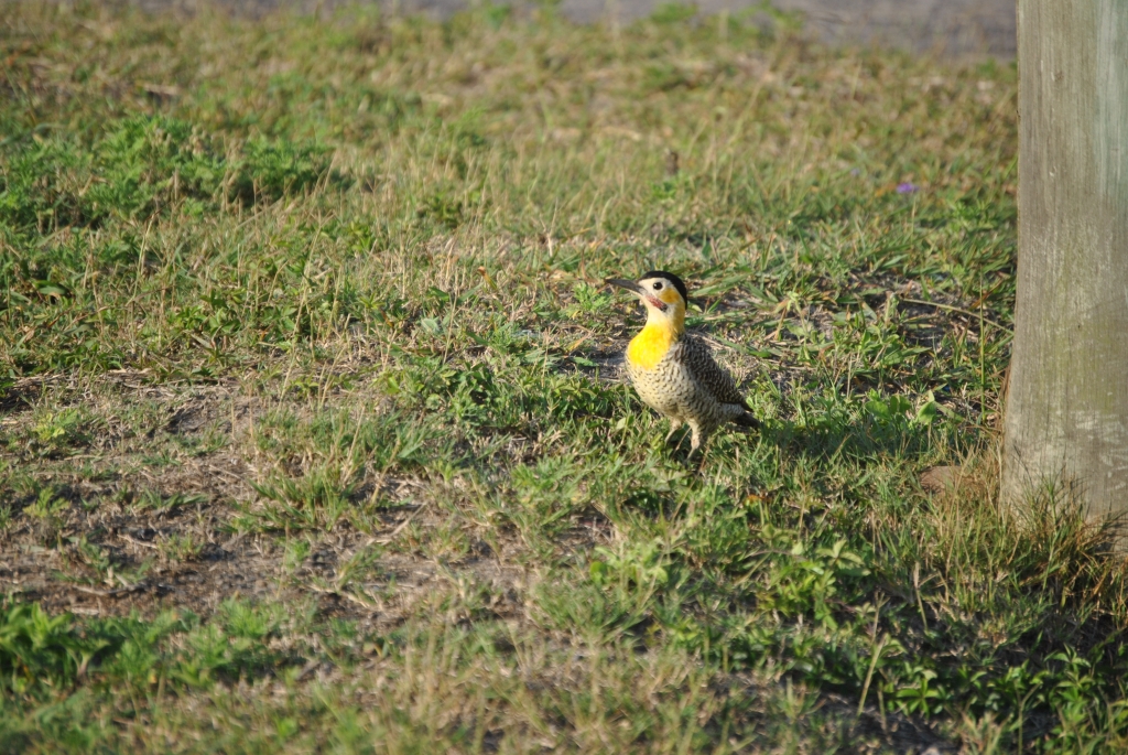 Pica Pau Amarelo