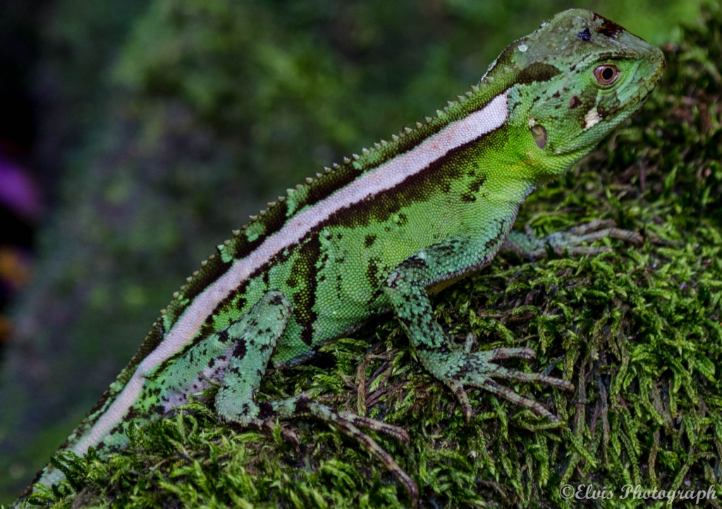 A Iguana