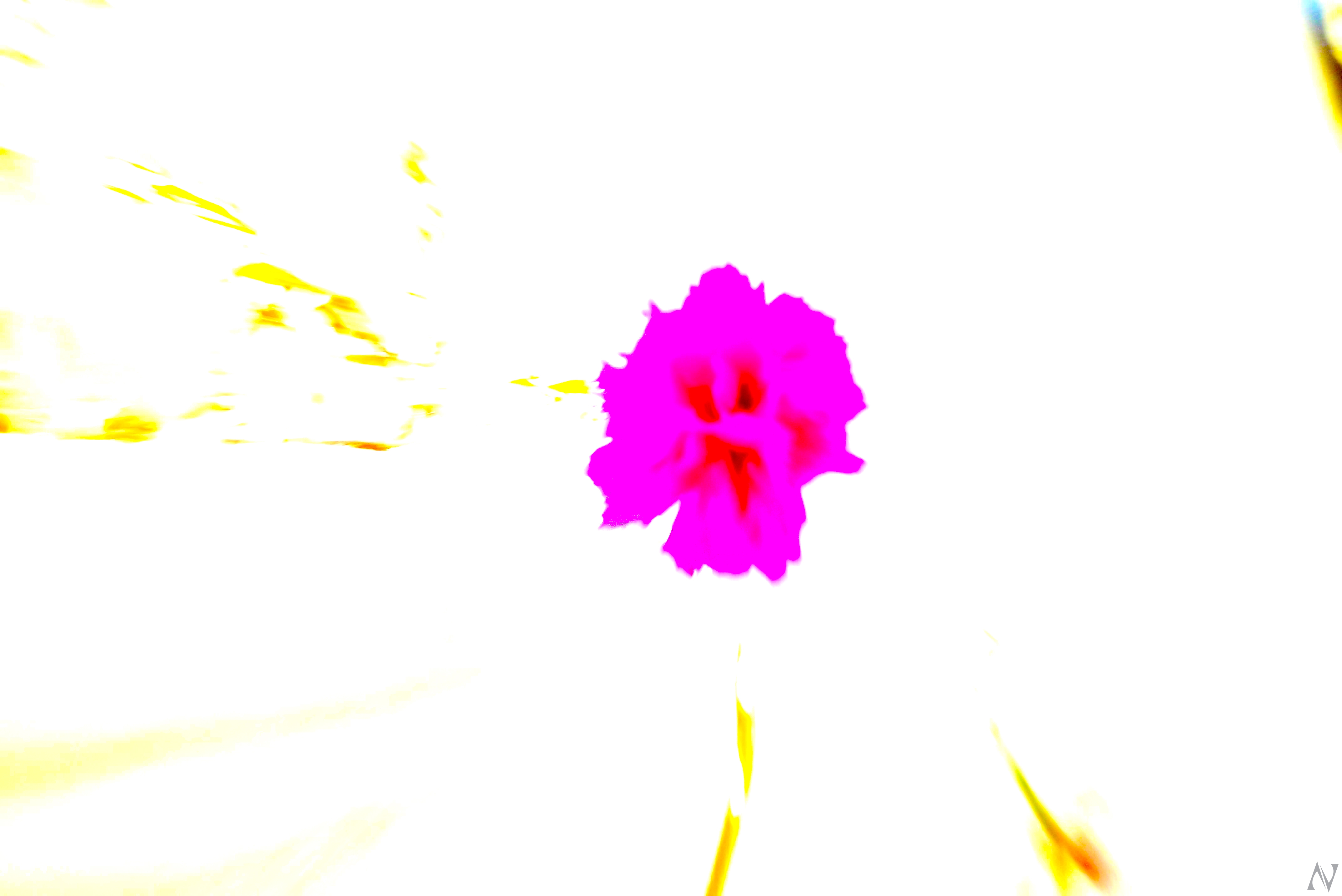 Rosa Fauvista