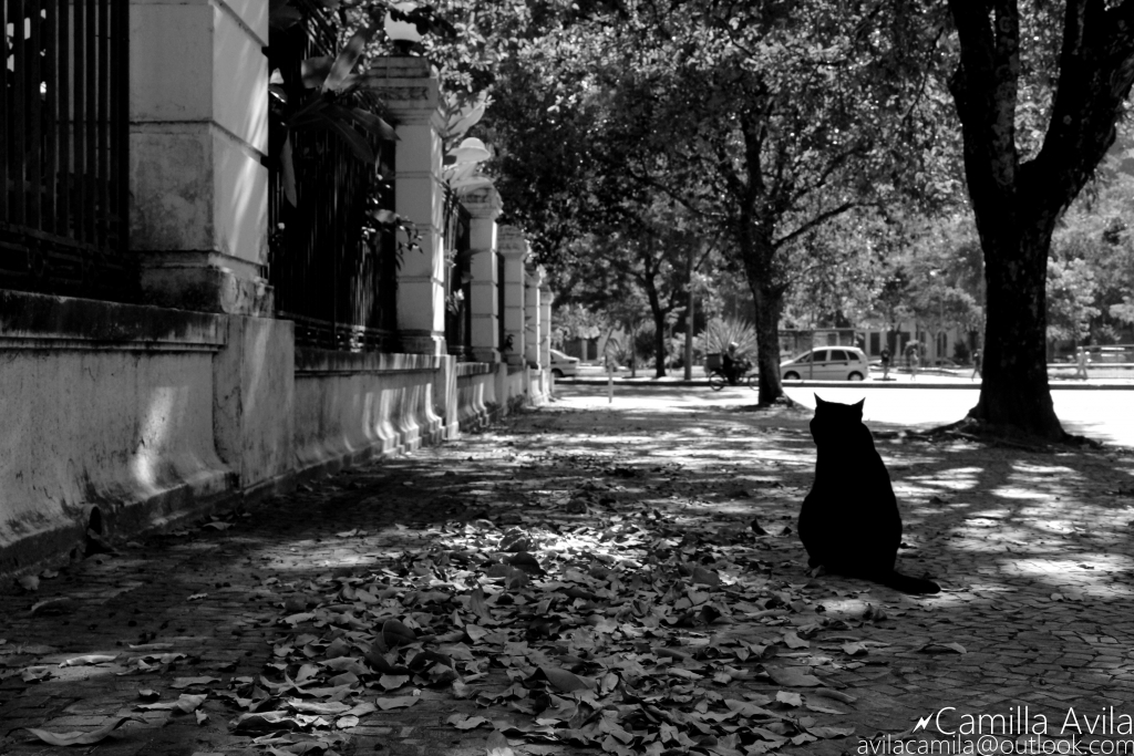 Fotografia feita na G&aacute;vea, RJ.